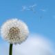 image of a dandelion against a clear blue sky