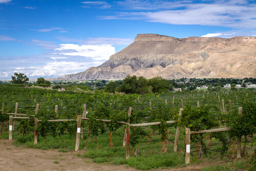 Rocky mountains overlooking a vineyard